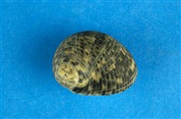 藏品(高腰蜑螺)的圖片